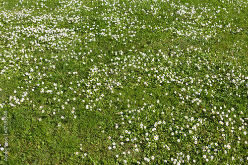 Fototapeta Naklejka Na Ścianę i Meble -  Many white small flowers in top view of meadow