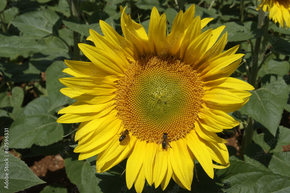 Obraz premium Sonnenblume mit Bienen