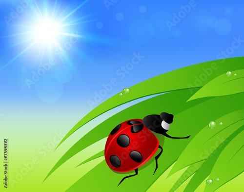 Green grass, sun and ladybird