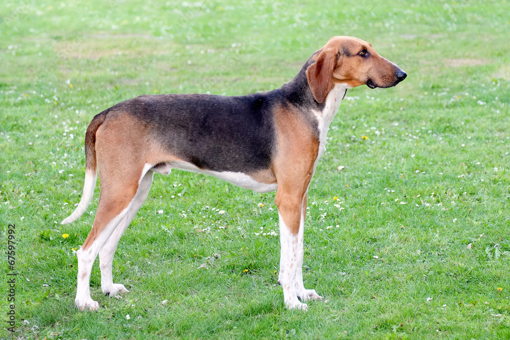 Typical Scenthound Poitevin dog on a spring meadow