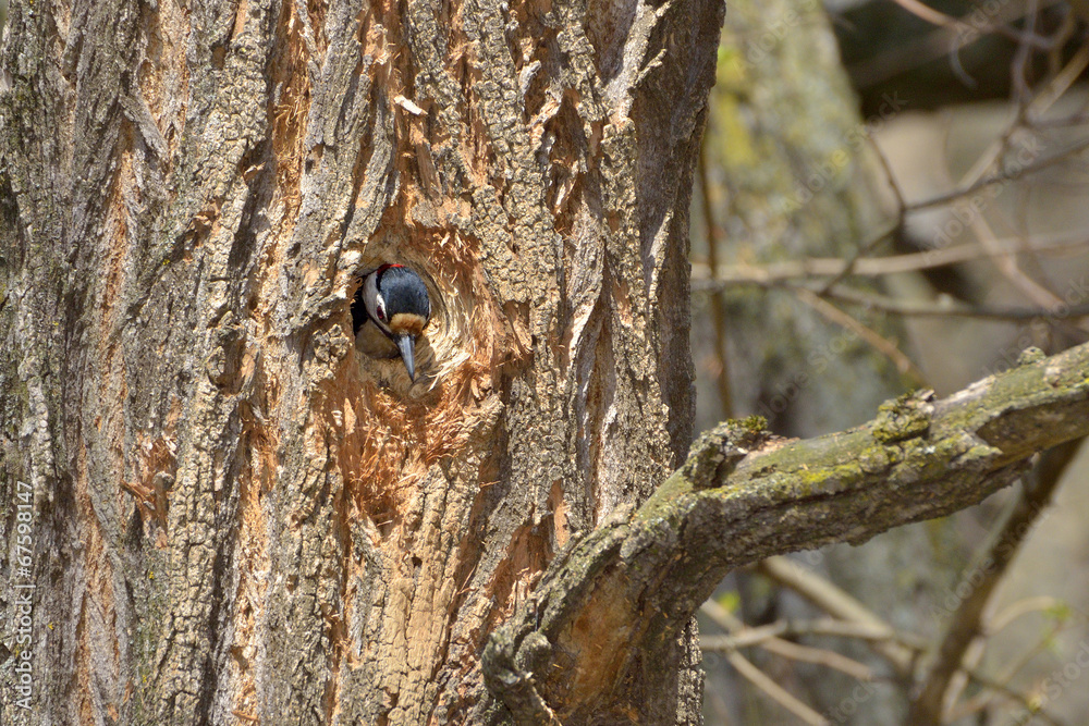 Great Spotted Woodpecker at nest-hole site Great Spotted Woodpecker at nest-hole site