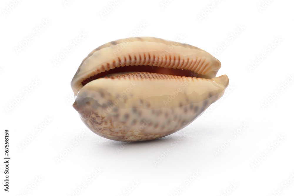 Sea shell on white background Sea shell on white background