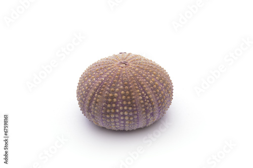 Sea Hedgehogs on the white Background