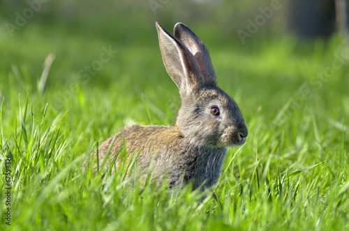 Young rabbit on grass © a-weblogiq