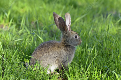 Young rabbit on grass © a-weblogiq