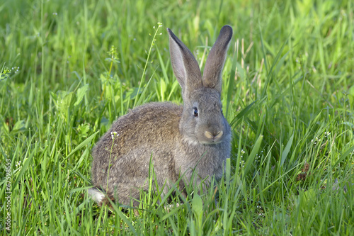 Little rabbit  on grass © a-weblogiq
