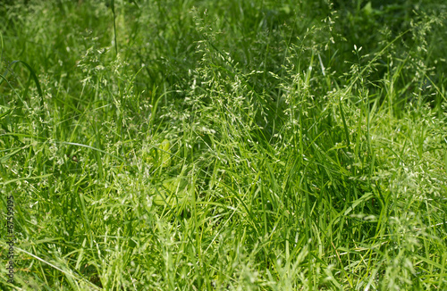 Grass green. Summer background