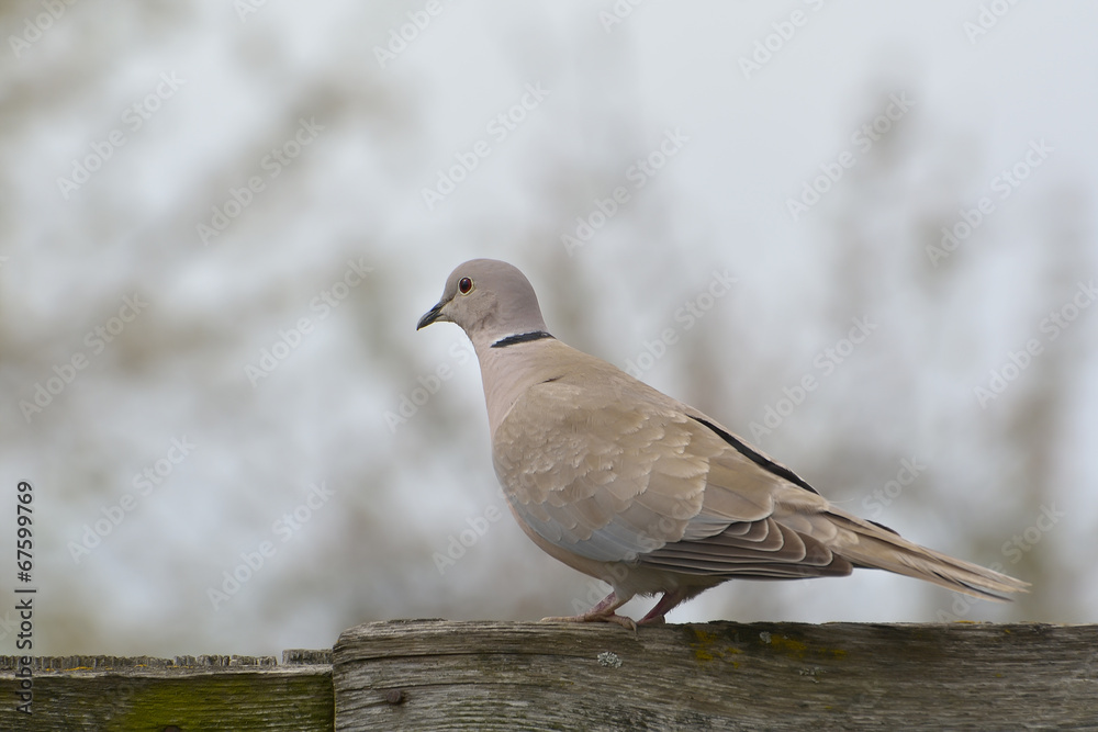 Eurasian Collared-Dove (Streptopelia decaocto) Eurasian Collared-Dove (Streptopelia decaocto)