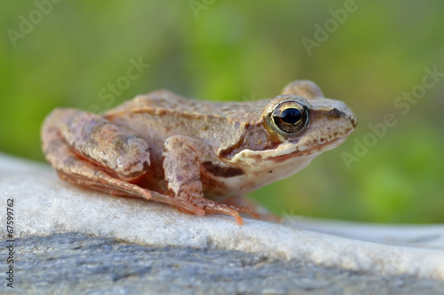 The Common Frog, Rana temporaria