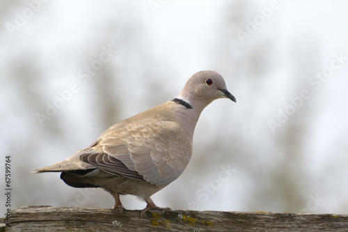 Eurasian Collared-Dove (Streptopelia decaocto)