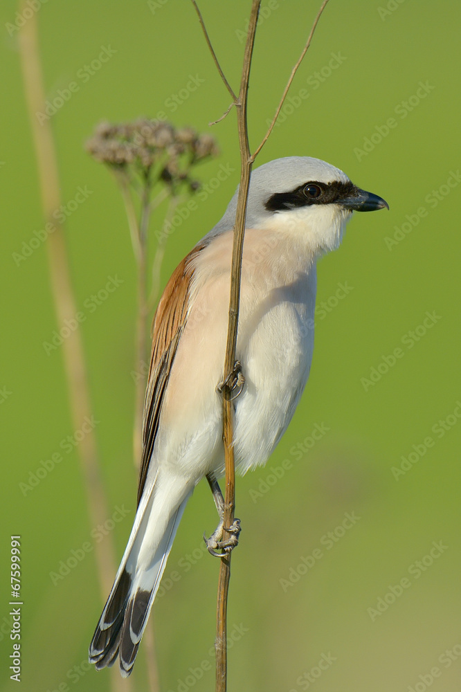 Naklejka premium Red-backed shrike, Lanius collurio, single male