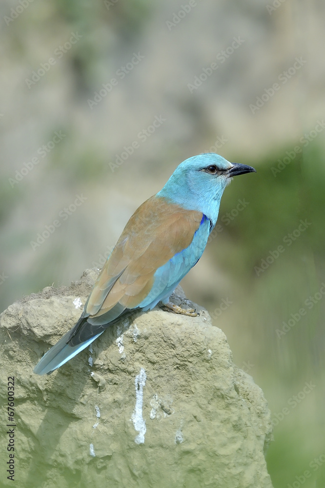 European roller (coracias garrulus) outdoor European roller (coracias garrulus) outdoor