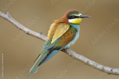 European bee-eater (Merops Apiaster) outdoor