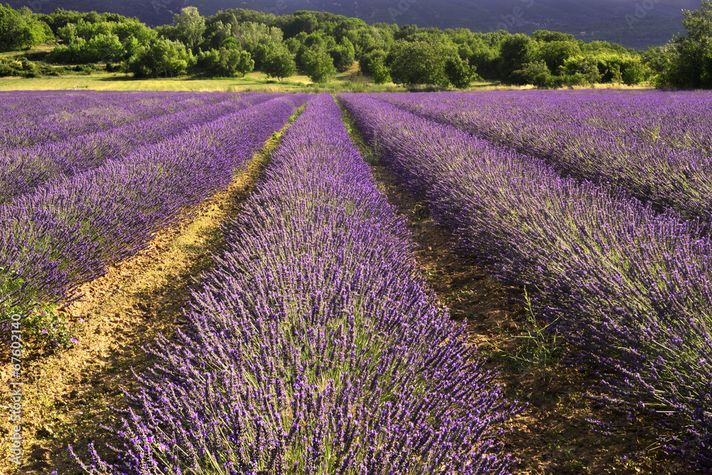Fototapeta premium Champs de lavande en fuite vers le bois près de Gordes (84220), département du Vaucluse en région Provence-Alpes-Côte-d'Azur, France