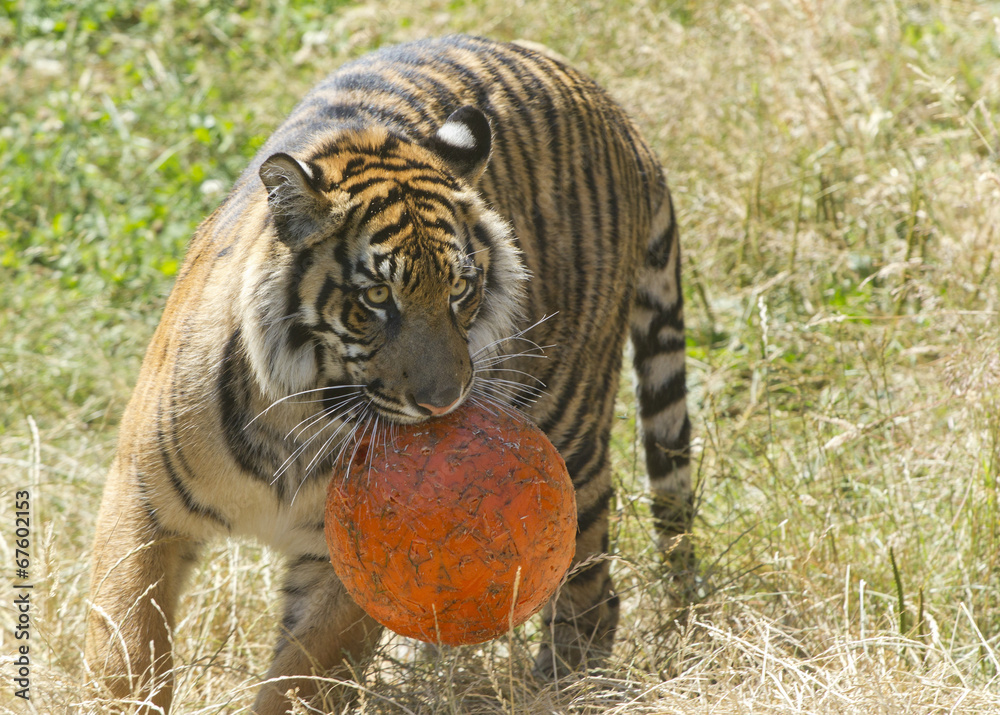 Fototapeta premium Tiger with ball.
