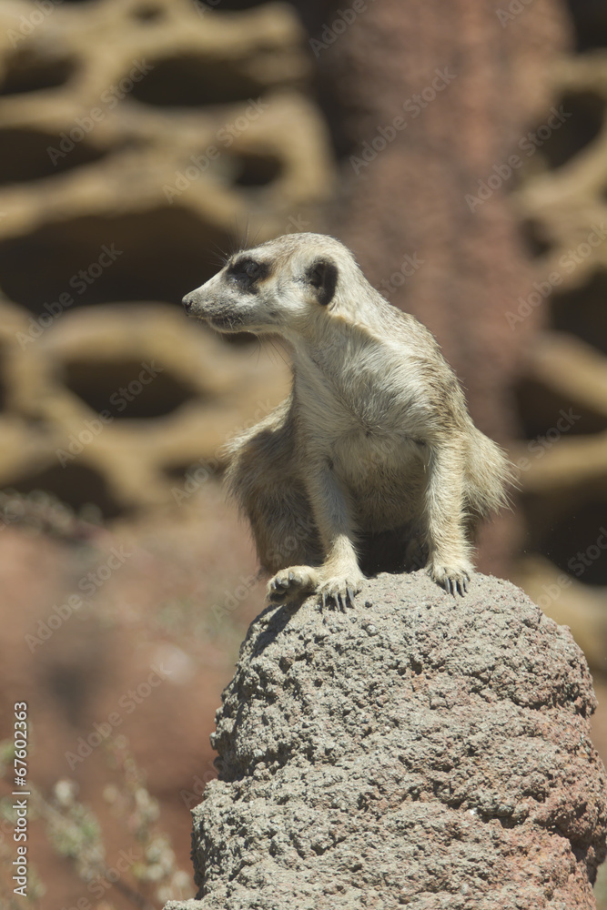 Fototapeta premium Watchful meerkat on rock.