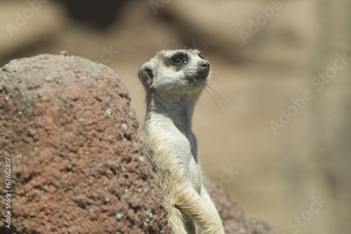 Cute meerkat. photo