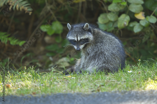 Racoon looks at camera.