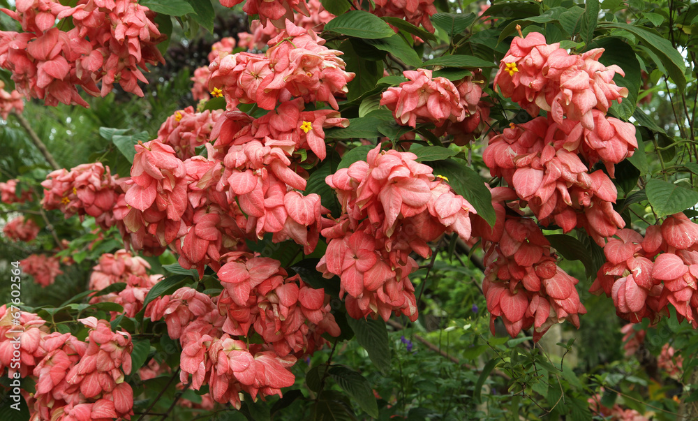 Large pink blooming Mussaenda shrub