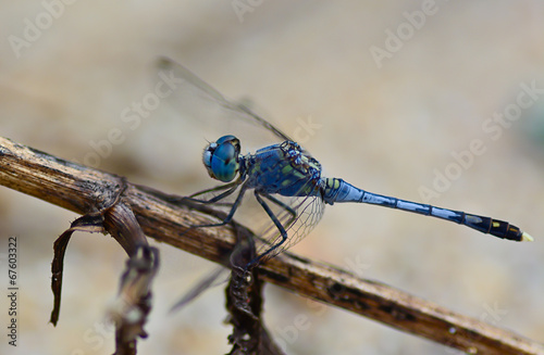 blue dragonfly (Coenagrionidae) standing on a stick ; selective