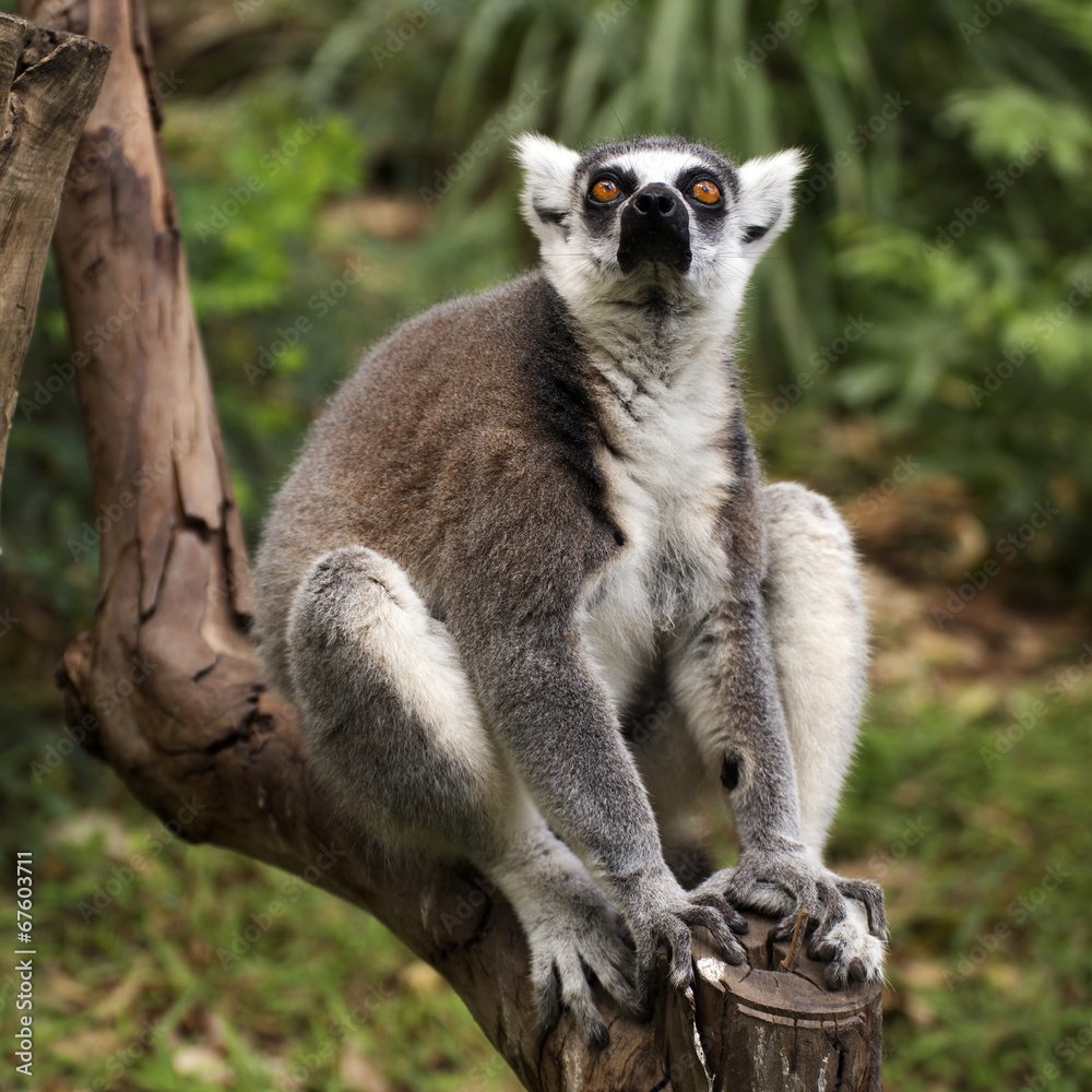 Obraz premium Ring-tailed lemur