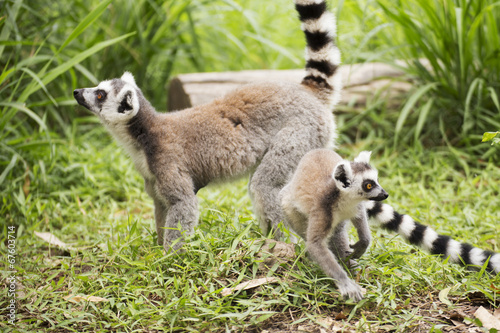 Two ring-tailed lemurs