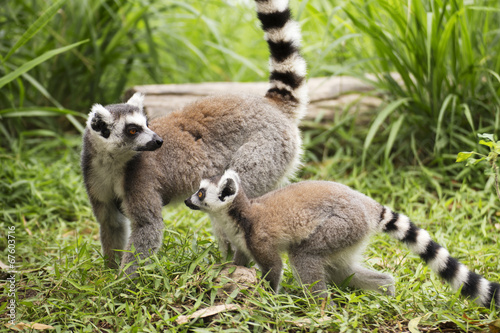 Two ring-tailed lemurs © kungverylucky