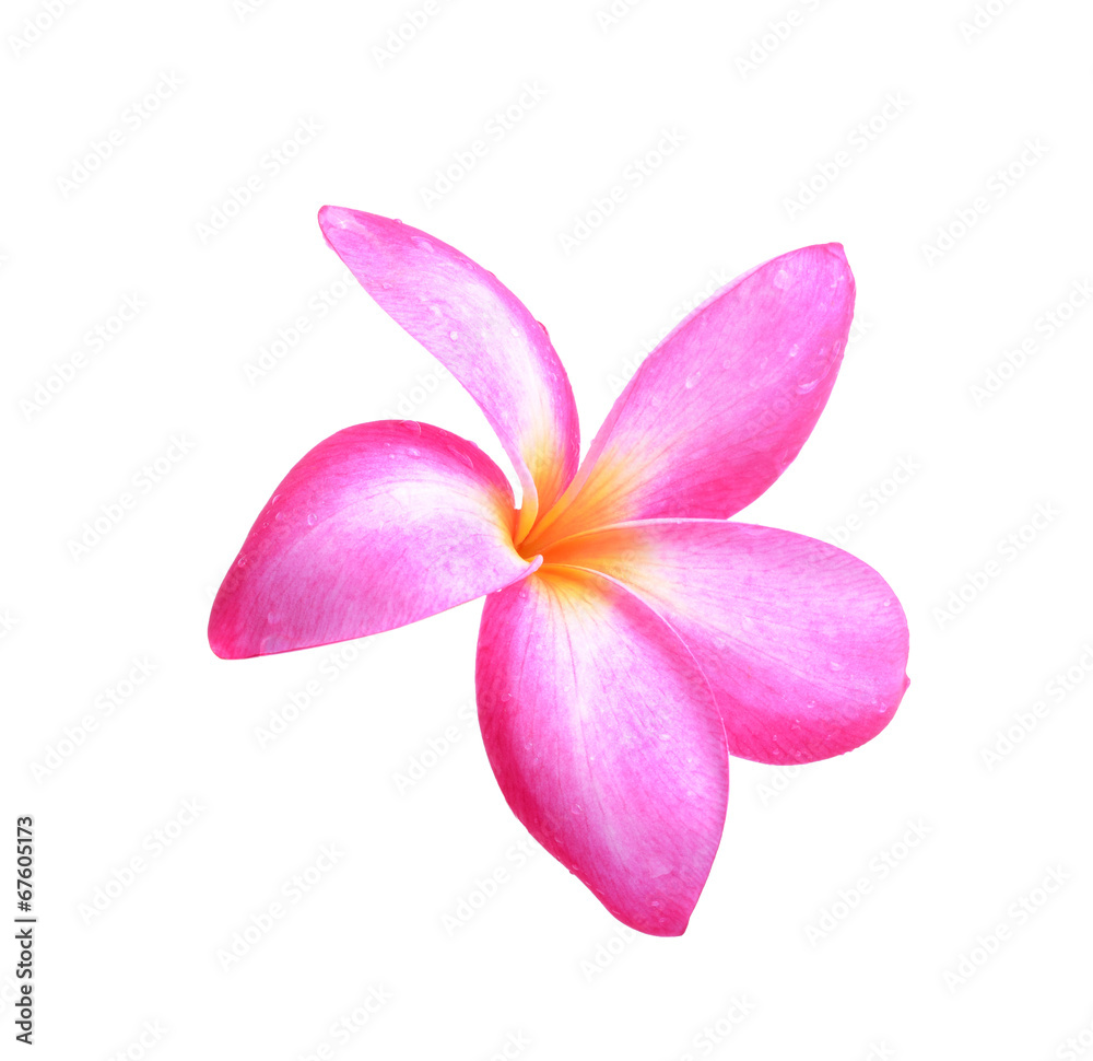 Fototapeta premium frangipani flower on white