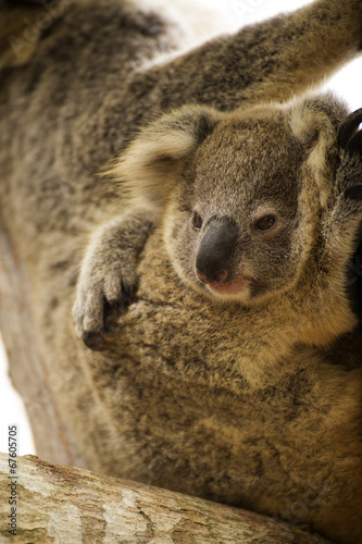 Close up cute Koala