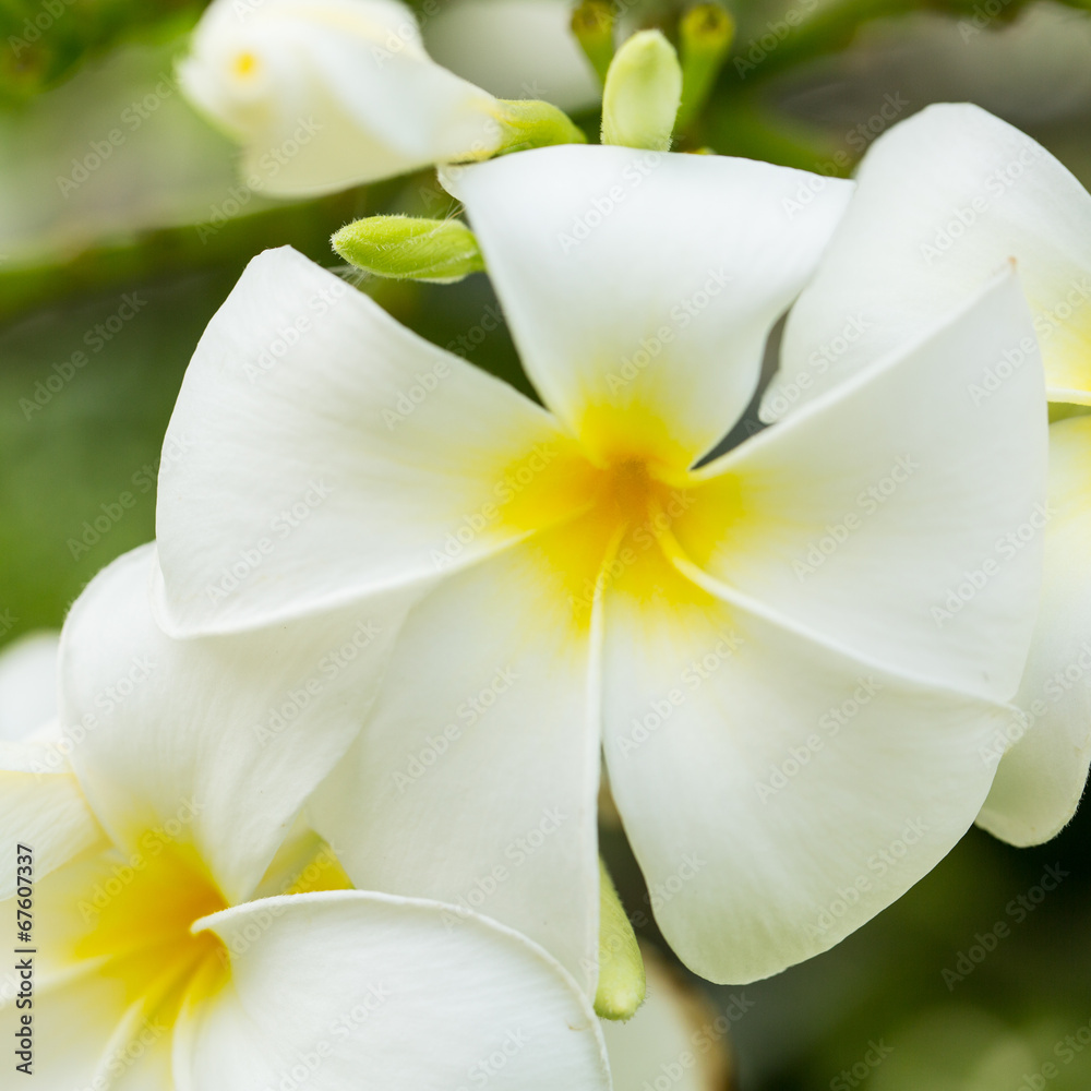 Frangipani Flower (plumeria) Frangipani Flower (plumeria)