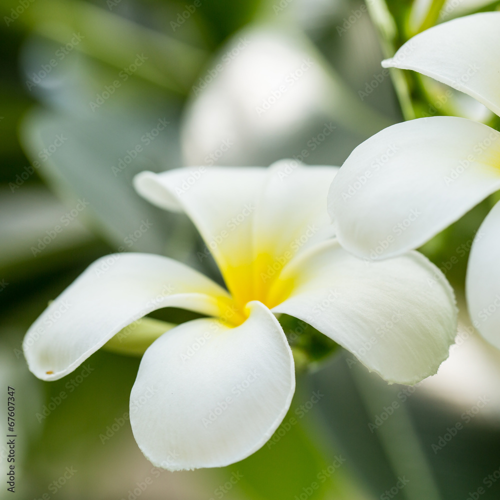 Frangipani Flower (plumeria) Frangipani Flower (plumeria)