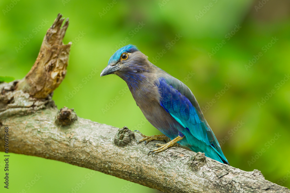 Indian roller(Coracias benghalensis) catch on the tree Indian roller(Coracias benghalensis) catch on the tree
