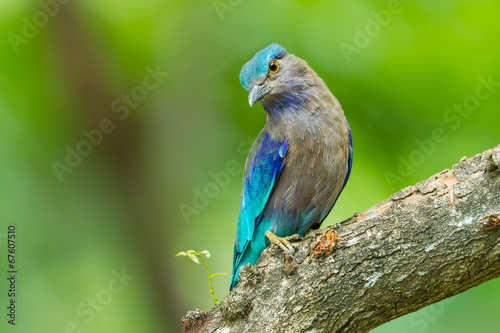 Indian roller(Coracias benghalensis) on the wood