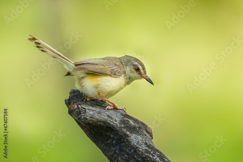 Common Tailorbird (Orthotomus atrogularis) act on the wood photo