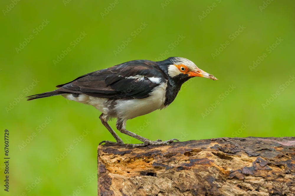 Sturnus contra (Asian Pied Starling) on the wood Sturnus contra (Asian Pied Starling) on the wood
