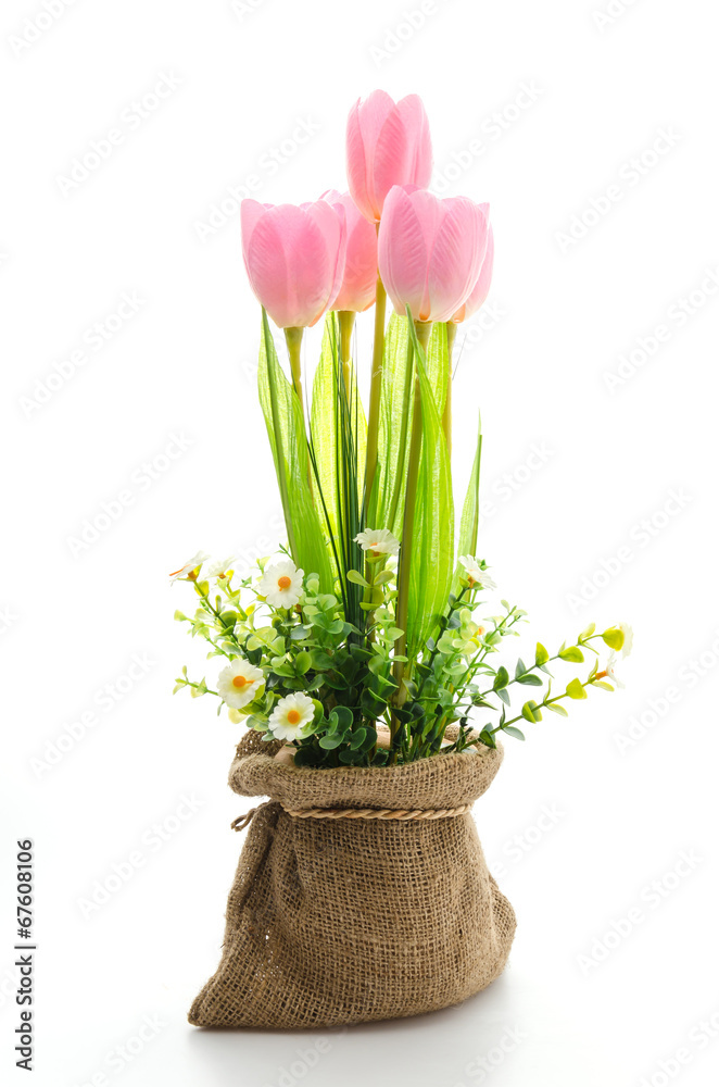 Obraz premium Tulips flower