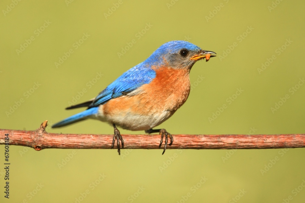 Male Eastern Bluebird