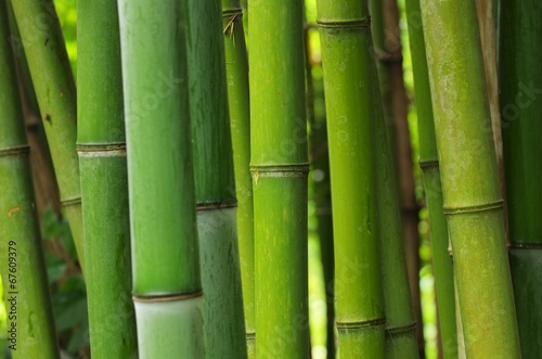 Bambus - bamboo 49