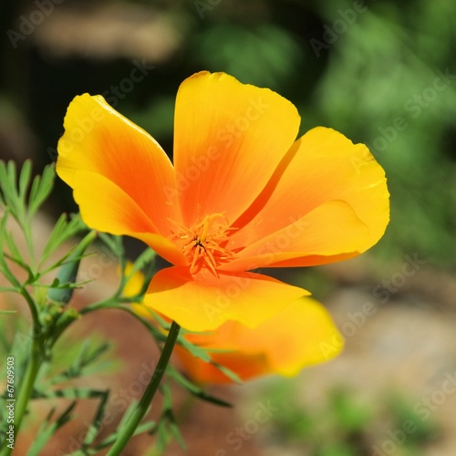 Kalifornischer Mohn - California poppy 35 © LianeM