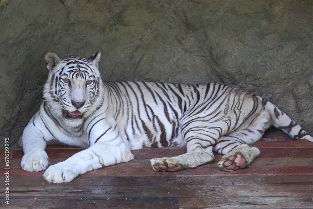 Obraz premium White tiger