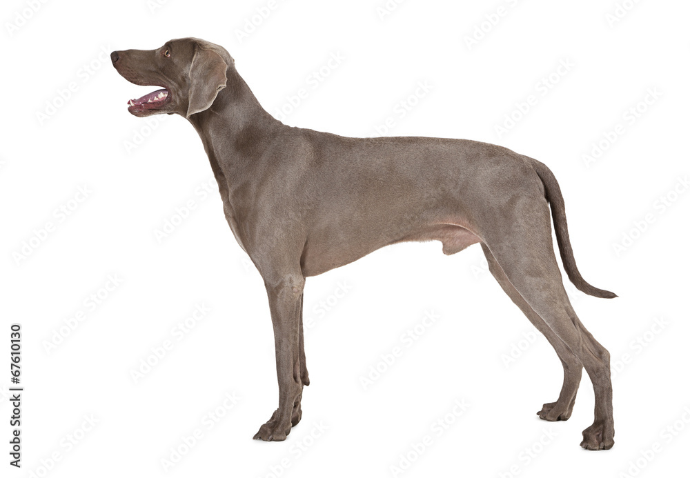 Weimaraner dog in his typical pose