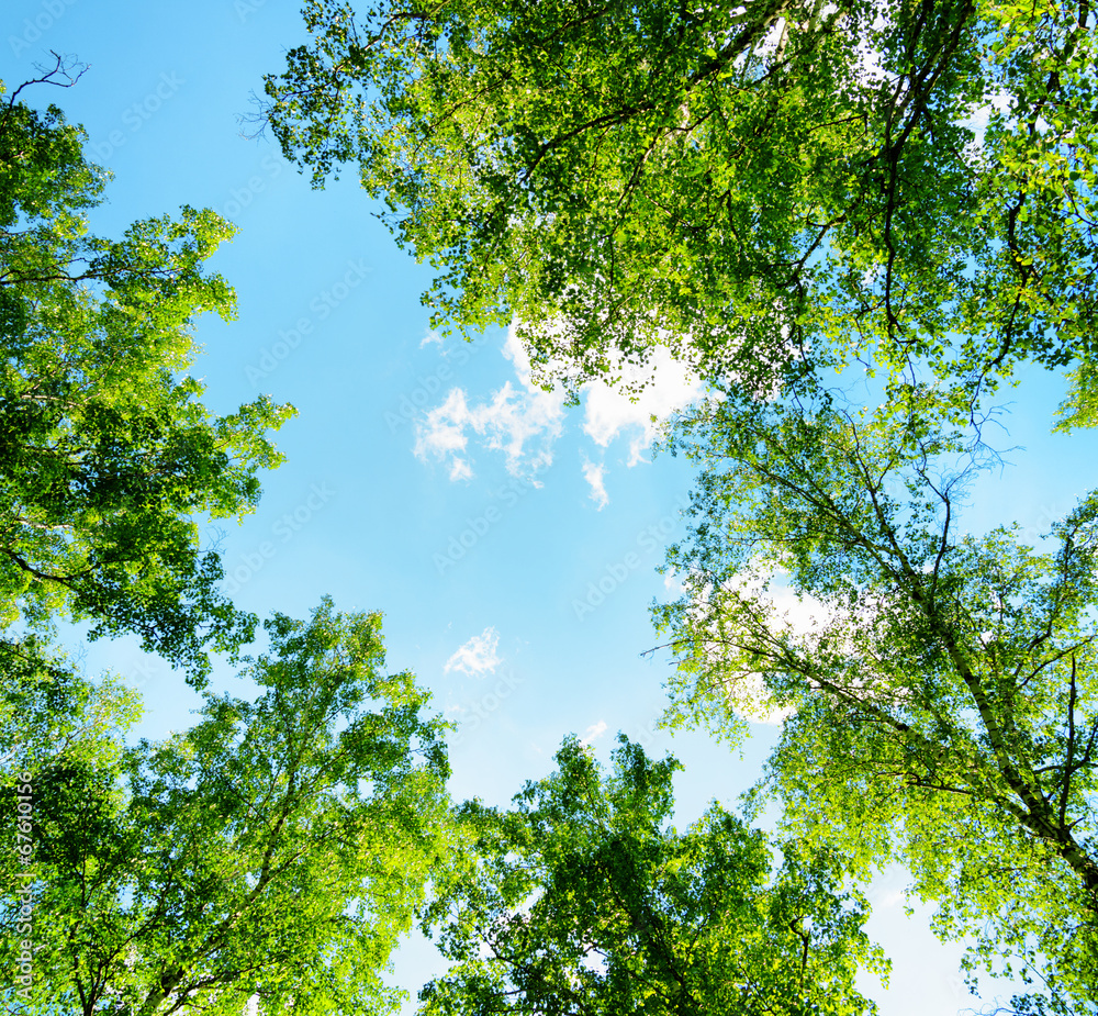 Fototapeta Korony drzew brzozowych na tle błękitnego nieba 