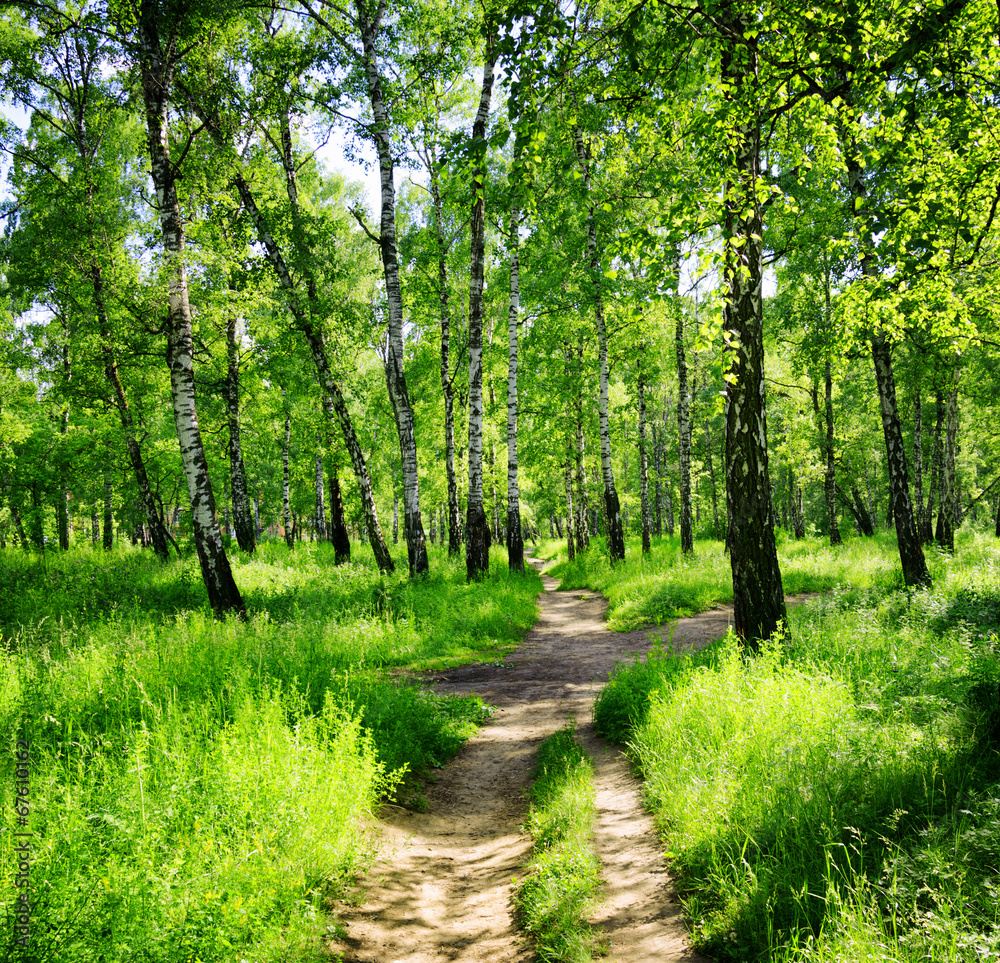 Obraz premium Birch forest on a sunny day. Green woods in summer
