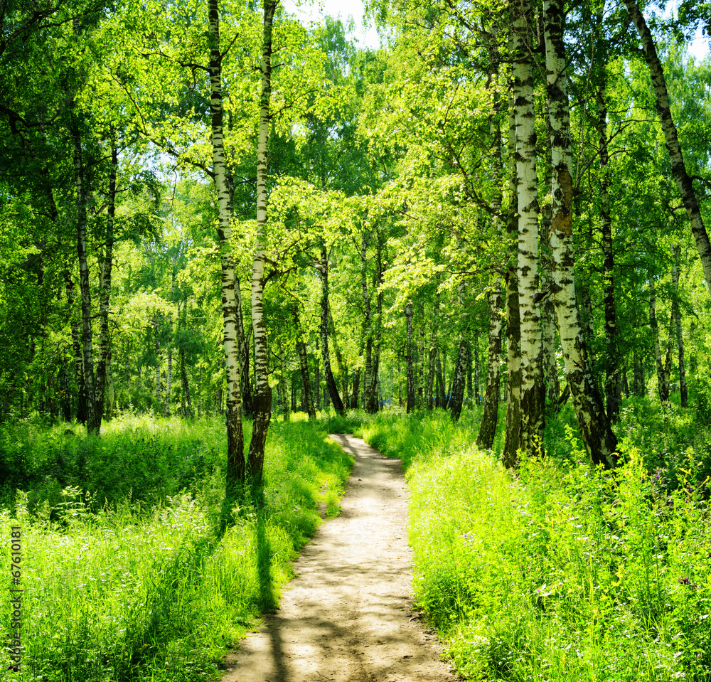 Birch forest on a sunny day. Green woods in summer - obrazy, fototapety, plakaty 