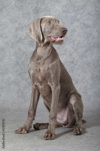 Wirehaired Slovakian pointer dog