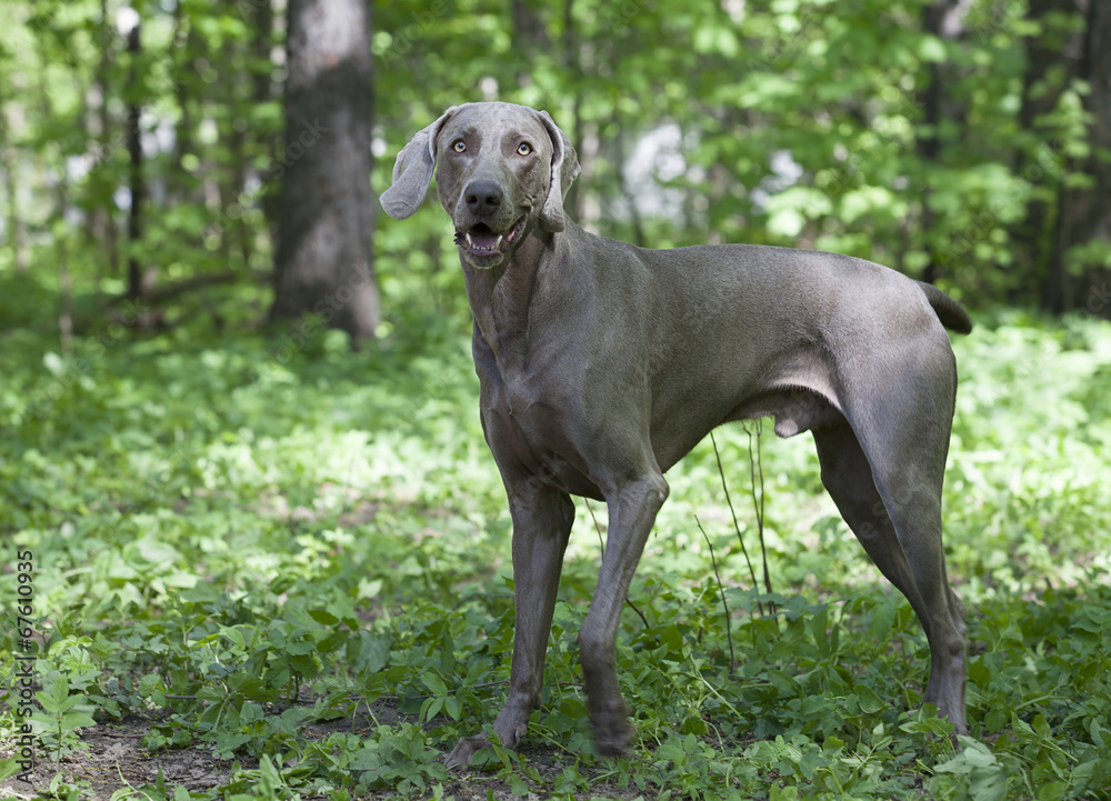 Shorthaired Weimaraner dog outdoor Shorthaired Weimaraner dog outdoor