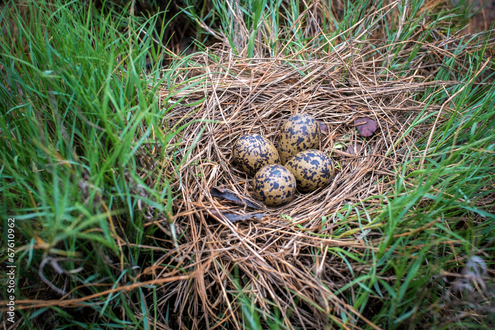 Bird's Nest Bird's Nest