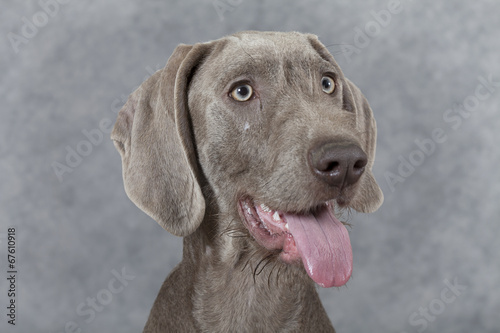 Portrait of Wirehaired Slovakian pointer dog  5 months old