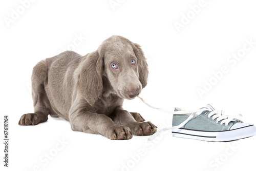 Fotografie Weimaraner puppy chewing the lace of a shoe