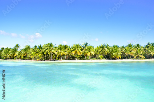 Palms on a beach in the Caribbean.